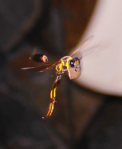 Austin Texas Exhibitions