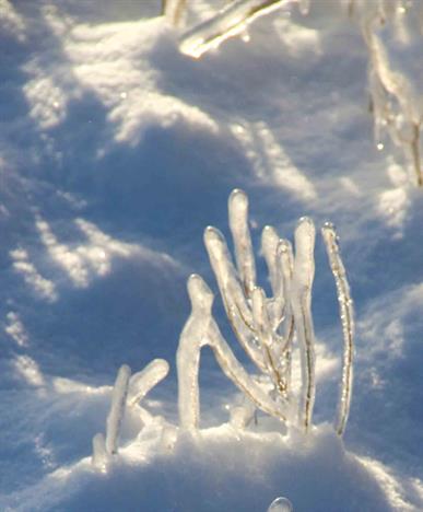 ICE  Exhibit